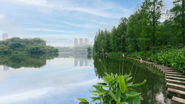 彩云湖国家湿地公园。九龙坡区生态环境局供图